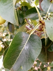 Cacopsylla pyri