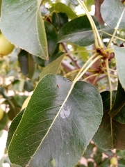 Cacopsylla pyri