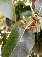 Cacopsylla pyri
