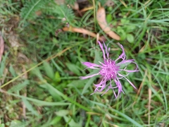 Centaurea