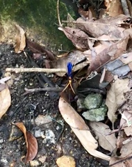 Leptodialepis bipartitus