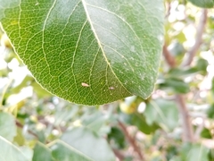 Cacopsylla pyri