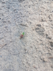 Cicindela coerulea nitida