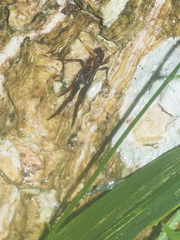 Borboropactus cinerascens
