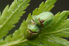 Cassida stigmatica