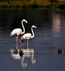 Phoenicopterus roseus