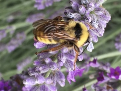 Bombus fervidus