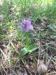 Neotinea tridentata tridentata