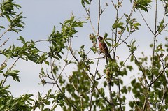 Carpodacus erythrinus grebnitskii