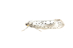 Yponomeuta irrorellus