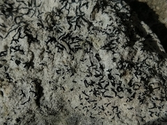Arthonia calcarea