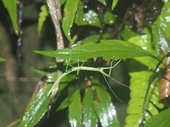 Lopaphus longicollis