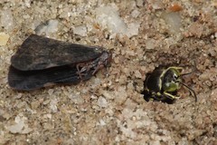 Bembecinus borneanus