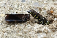 Bembecinus borneanus