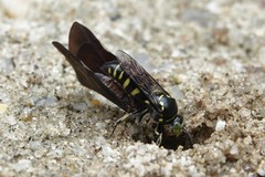 Bembecinus borneanus