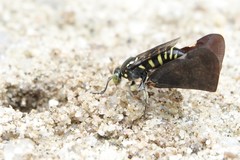 Bembecinus borneanus