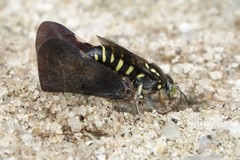 Bembecinus borneanus