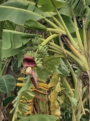 Musa × paradisiaca