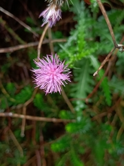 Cirsium