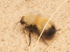 Dasymutilla arenivaga
