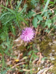 Cirsium
