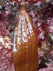 Costaria costata