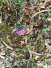 Cirsium