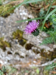 Cirsium