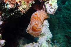 Aplidium elegans