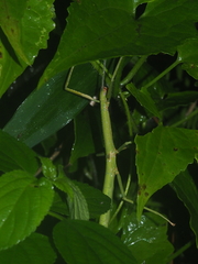 Lopaphus longicollis