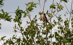 Carpodacus erythrinus grebnitskii
