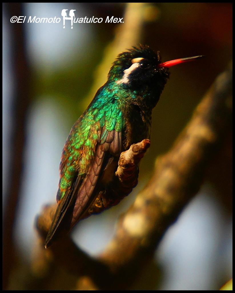White-eared Hummingbird from el pacifico oaxaca on February 7, 2015 by ...