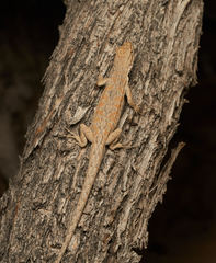 Urosaurus graciosus graciosus