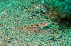 Gobius roulei