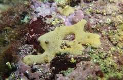 Lissoclinum perforatum