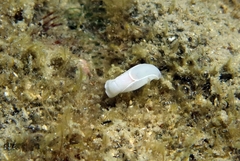 Melanochlamys miqueli