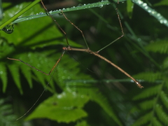 Lopaphus longicollis
