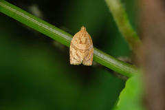 Adoxophyes privatana