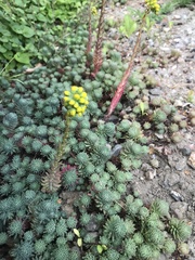 Petrosedum forsterianum