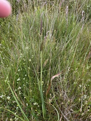 Carex binervis