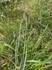 Carex binervis