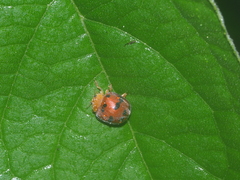 Henosepilachna enneasticta