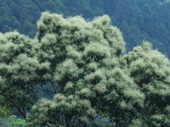 Castanopsis carlesii