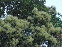 Castanopsis carlesii