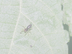 Cosmophasis gemmans