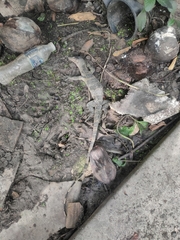 Varanus salvator macromaculatus