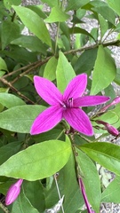 Pseuderanthemum laxiflorum