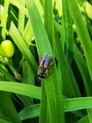 Megachile ericetorum