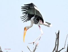 Mycteria leucocephala