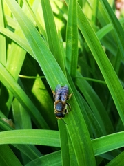 Megachile ericetorum